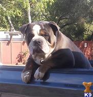 Action Jaxxon available Old English Bulldog puppy located in FALLBROOK